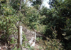 竹林①はほぼ常緑広葉樹林化してきている