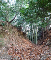 G地区への通路もモウソウチク