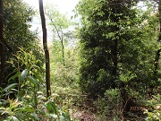 竹伐採後の自然広葉樹林化区